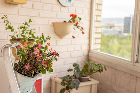 Plants on the balcony 4