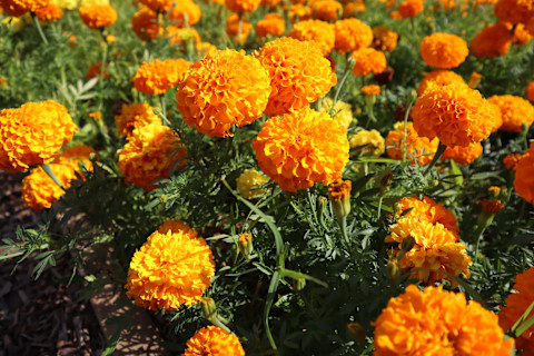 How to plant flowers 2