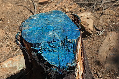 blue-regrowth-agent-on-tree-trunk