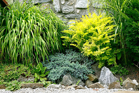 Planting shrubs 2