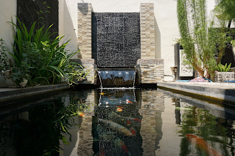 Modern garden pond with koi carp