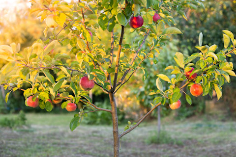 apple-tree