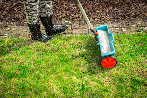 Fertilize lawn 3