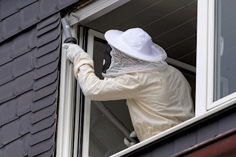 Pest control professional removing a wasp nest from a tree using protective gear during daylight.