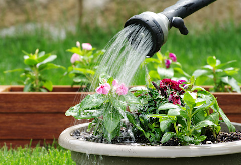 Potted garden ideas 3