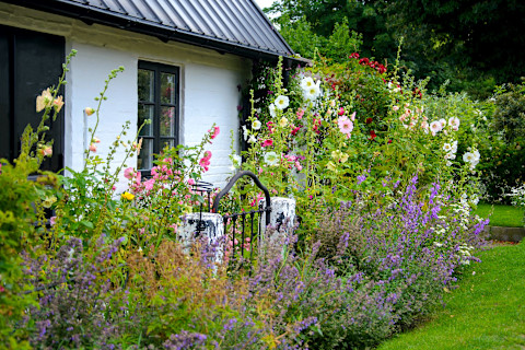 Low maintenance garden 2