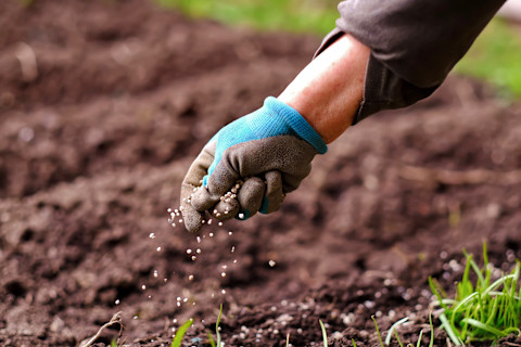 Fertilize lawn 2