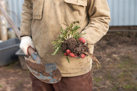 A tradesperson is weeding a garden.