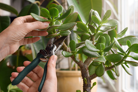 Indoor garden 3