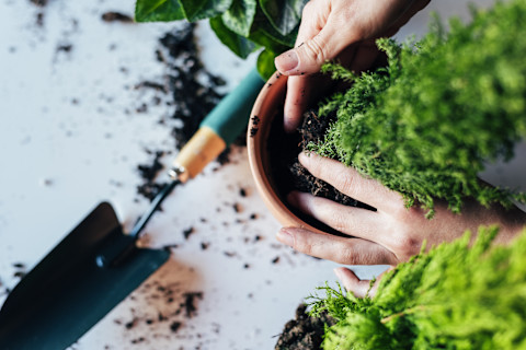 transplanting-plant