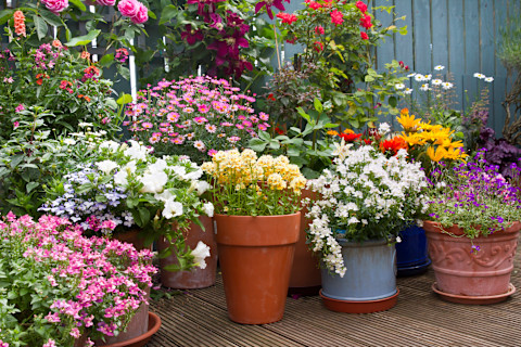 This image shows a garden with many pot plants with flourishing pants and flowers.