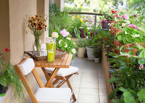 Plants on the balcony 3