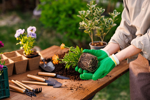 A gardener wearing protective gloves holds the bottom of a plant ready to be potted. The gardener is standing in front of an outdoor table holding gardening tools, including several small trowels and rakes, and numerous potted plants.