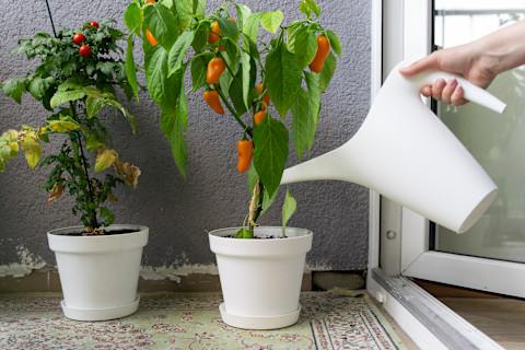 Vegetable garden ideas 3