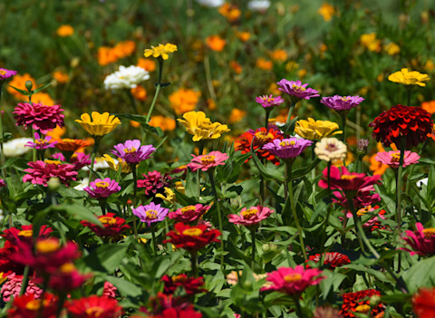 A flowerbed of thriving zinnia plants, with flowers in multiple colours, including red, yellow, white, pink, and orange.