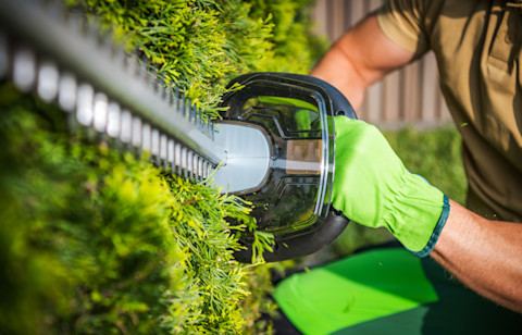 A male gardener wearing green gardening gloves uses a green, electric hedge cutter to cut an evergreen shrub in a garden.