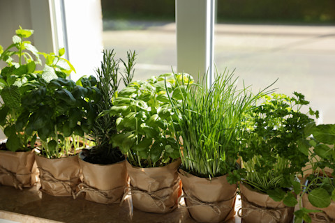 A range of aromatic herbs, planted in pots wrapped in brown paper and tied with string, growing on a white, indoor windowsill. Through the window, a tarmac driveway for the house can be seen.