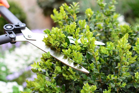 A scissor pruning a shrub