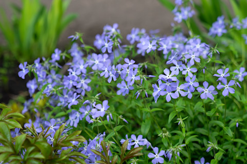 all year round flowers 4