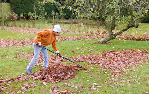 Gardener raking leaves