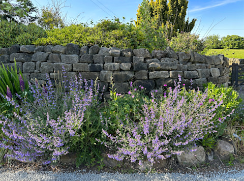 Traditional dry stone wall made of stacked natural stones without mortar, surrounded by lush greenery and purple flowering plants in a rural garden setting.