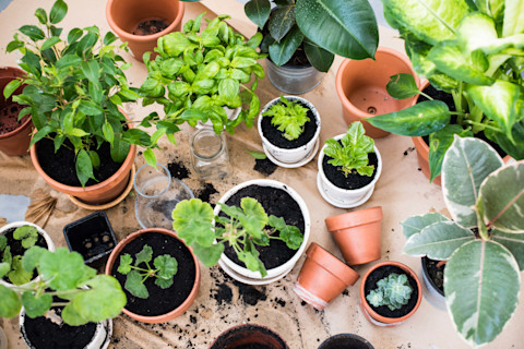 potted-plants