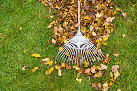 This image shows a rake lying on top of brown leaves on a green lawn.