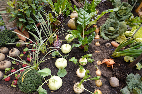Numerous vegetable crops growing in a garden vegetable patch, including garlic, onions, radishes, and more.