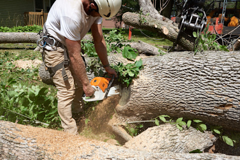 specialist-cutting-logs