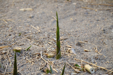 Bamboo removal 2