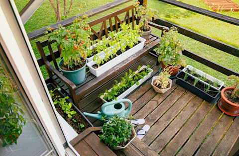 Plants on the balcony 2
