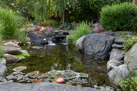 garden pond 3