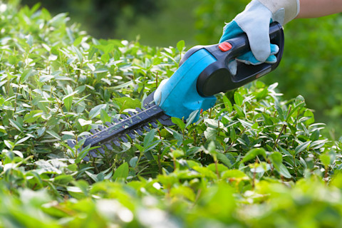 hedge-strimmer