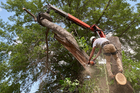 Tree removal specialist, in protective gear, situated in a tree takes down a diseased branch with a chainsaw in an urban setting.