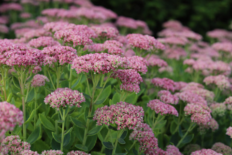 all year round flowers 3