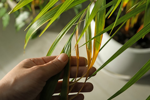 This image shows a person inspecting a houseplant with visible leaf blight disease, showing yellowing leaves.