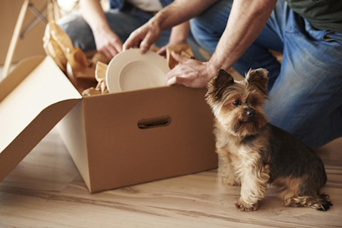 dog-with-house-moving-box