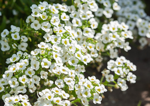 alyssum-flowers