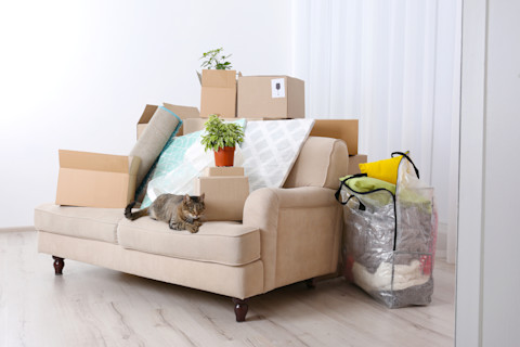 cat-on-beige-couch