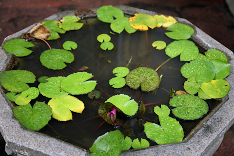 Planting water plants 3