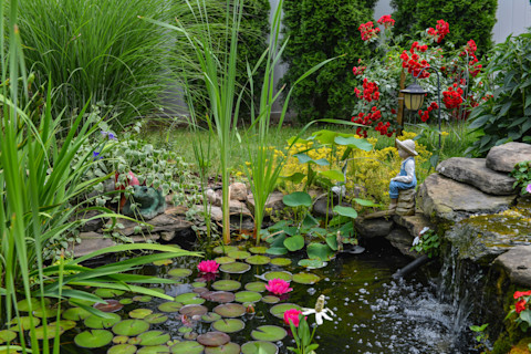 A close up of a back garden pond with lily pads and pink flowers floating along the surface of the dark water. The pond is bordered by rocks, grass, and flowers of several types, plus a garden gnome holding a fishing rod. Beyond the pond is a stretch of grass and some shrubs covering a white fence