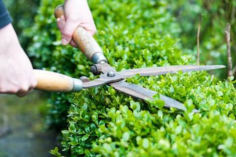 best time to prune shrubs 2