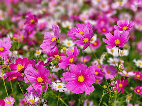 cosmos-flowers