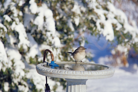 Birdbath in the winter