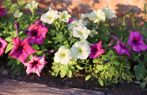 Flower garden ideas 2