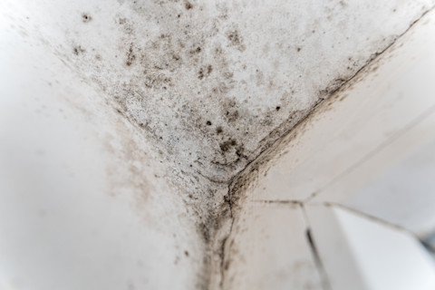 Close-up of a technician removing mold and mildew from painted surfaces. The technician is using a cleaning solution and brush to treat affected areas on the wall, with the surrounding wall showing signs of damage. Tools and cleaning materials are visible.