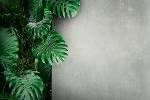 Dense green tropical leaves, like monstera, cascade from the left side against a rendered grey wall. The scene feels fresh and tranquil.