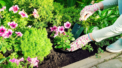 This image shows a gardener wearing gardening gloves using a hand trowel to plant a flower in some soil.