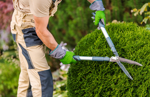 best time to prune shrubs 3