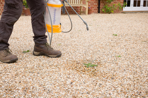 man-spraying-weeds